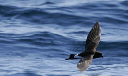 New Zealand Storm petrel